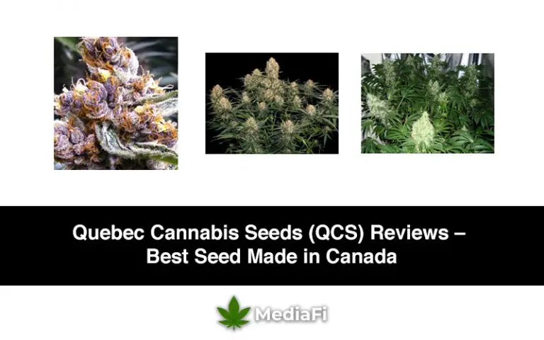 Quebec Cannabis Seeds (QCS) Reviews