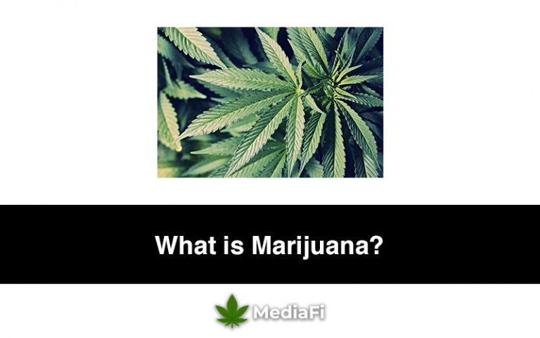 What is Marijuana