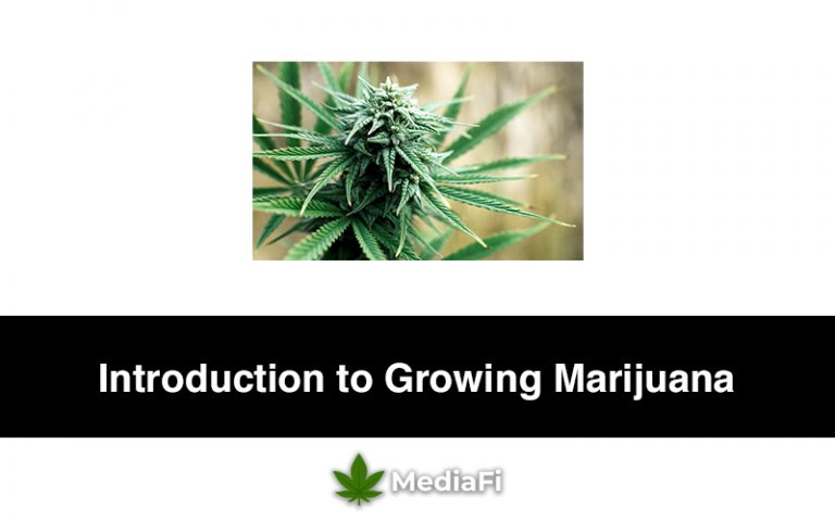 Introduction to Growing Marijuana