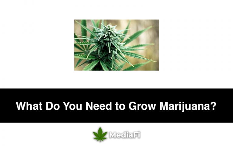 What Do You Need to Grow Marijuana