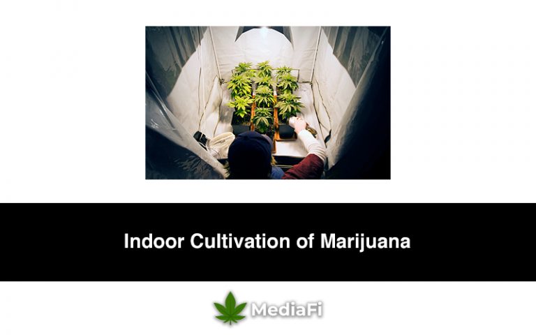 Indoor Cultivation of Marijuana