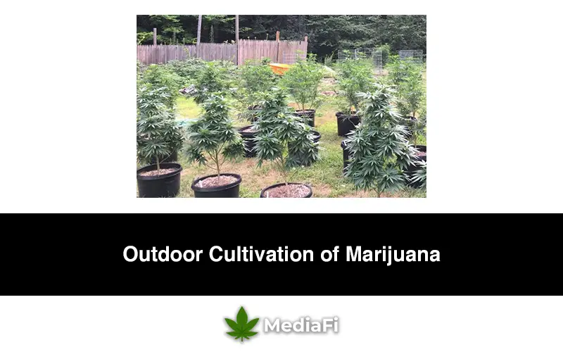 Outdoor Cultivation of Marijuana