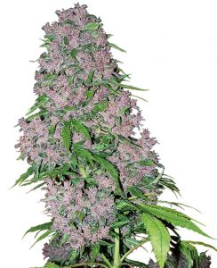 Purple Bud
