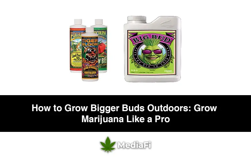 How to Grow Bigger Buds Outdoors