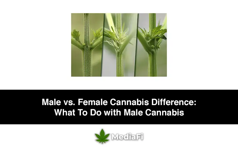 Male vs. Female Cannabis Difference What To Do with Male Cannabis