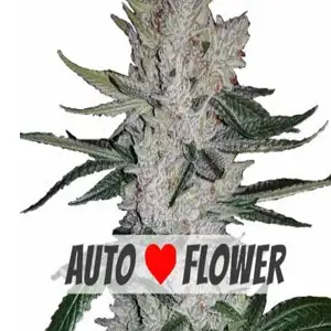 gorilla glue autoflower cannabis seeds