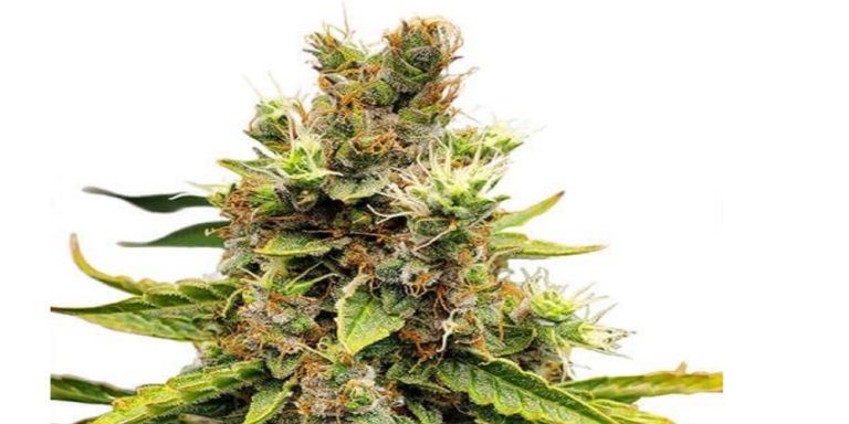 Cookies and Cream Strain Review