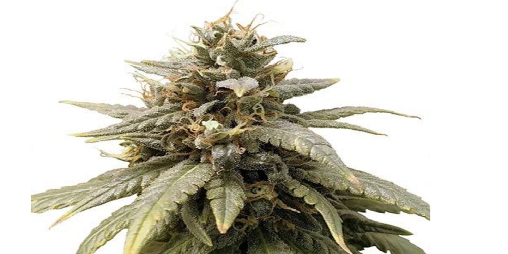 Durban Poison Strain Review