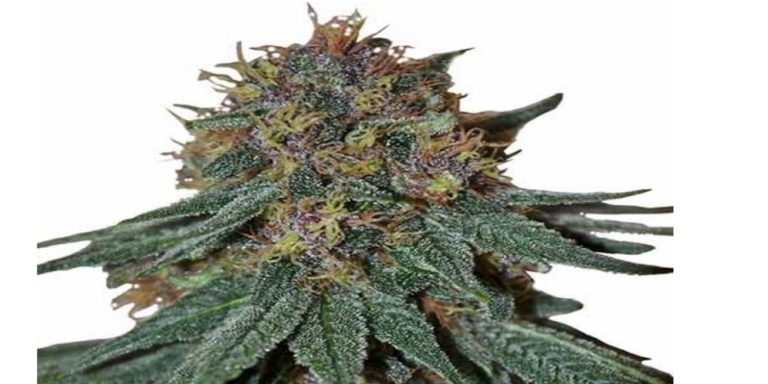 Purple Haze Strain Review