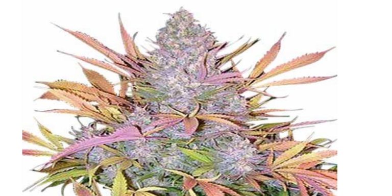 Strawberry Cough Strain Review