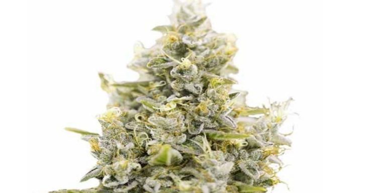 Sunset Sherbet Strain Review