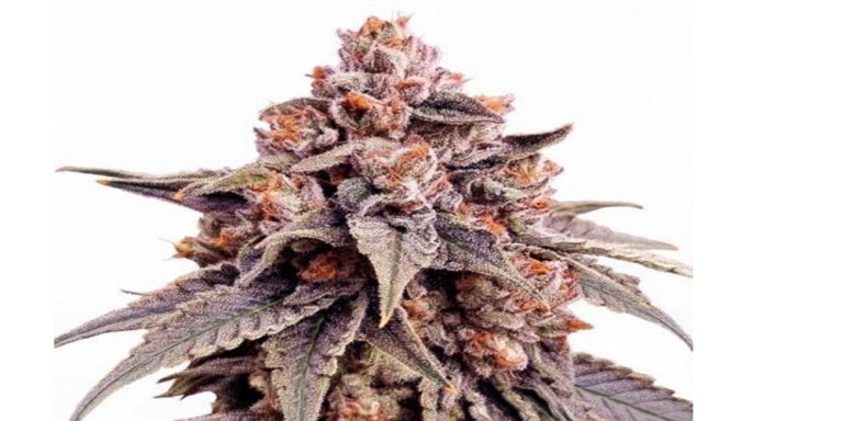 Zkittlez Strain Review