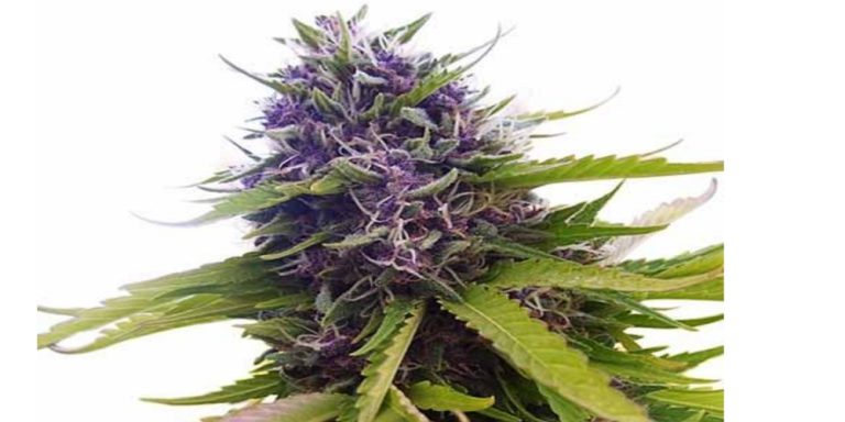 blueberry strain review