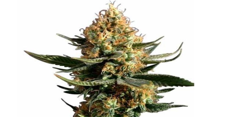chemdawg strain review