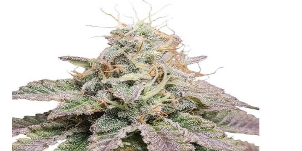 cherry pie strain