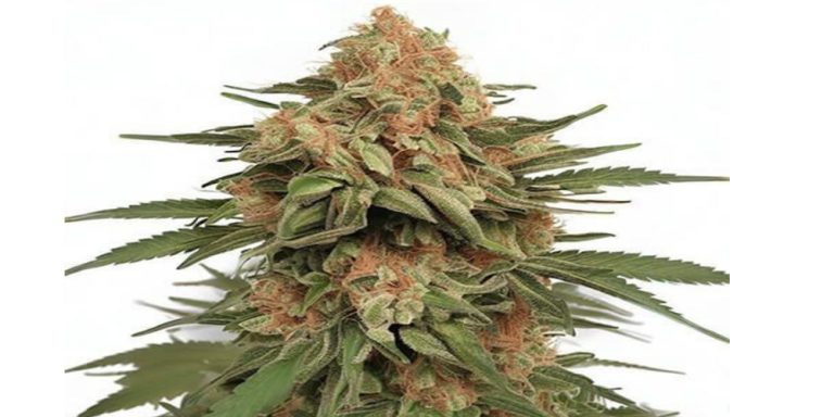 la kush strain review