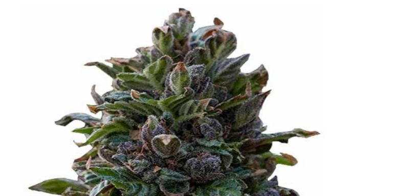 purple punch strain review