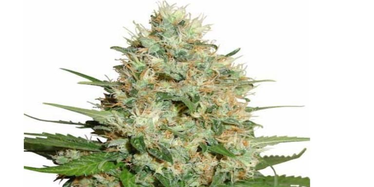 trainwreck strain review