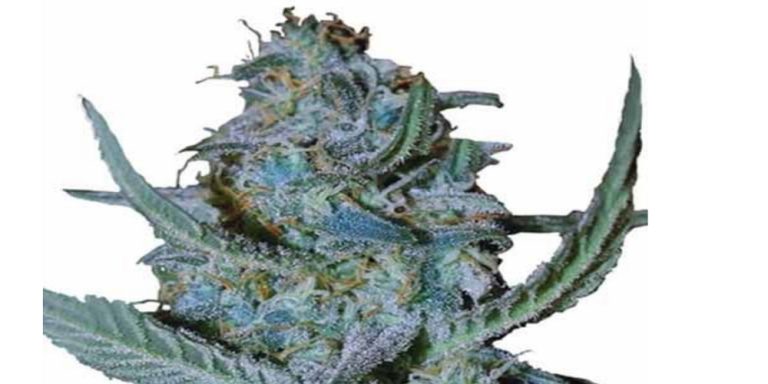 Blue Cheese Strain Review