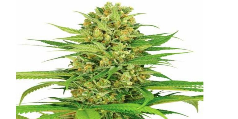Bubblegum Strain Review