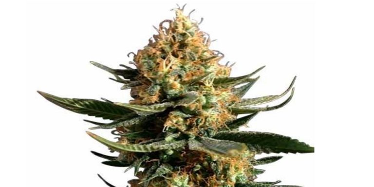 Chemdawg Strain Review