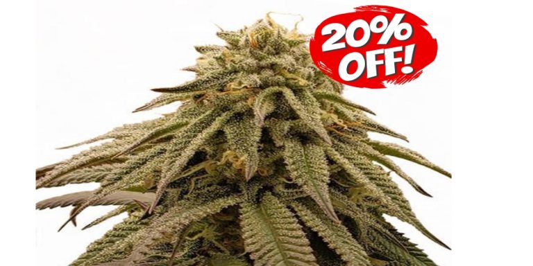 GMO Cookies Strain Review