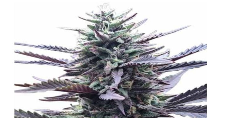 LA Confidential Strain Review