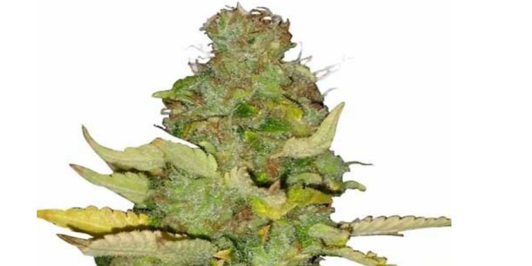 Maui Wowie Strain Review
