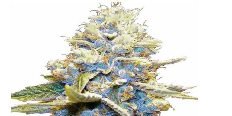 Skywalker OG Strain Review