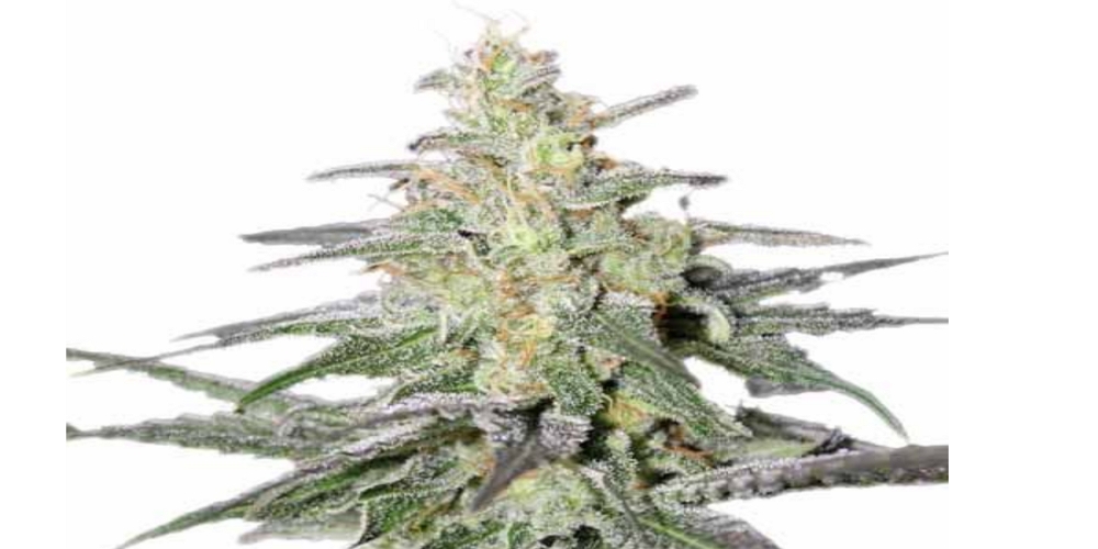 Super Silver Haze Strain Review