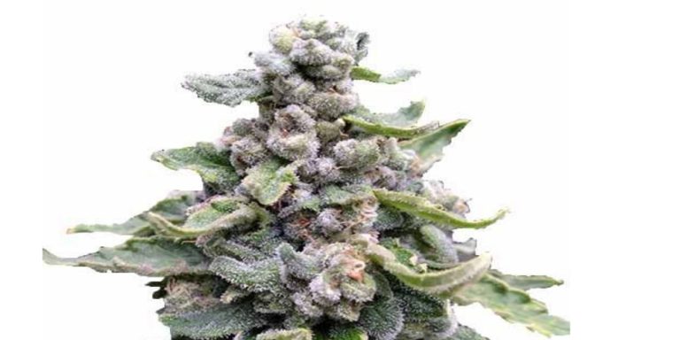 Tropicana Cookies Strain Review