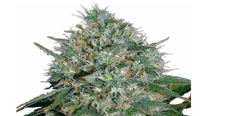 White Rhino Strain review