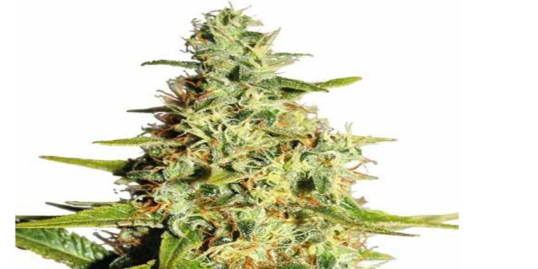 afghani strain review
