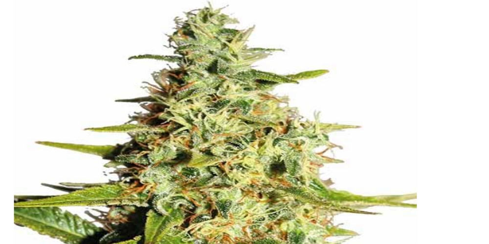 afghani strain review