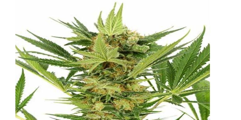 ak-47 strain review