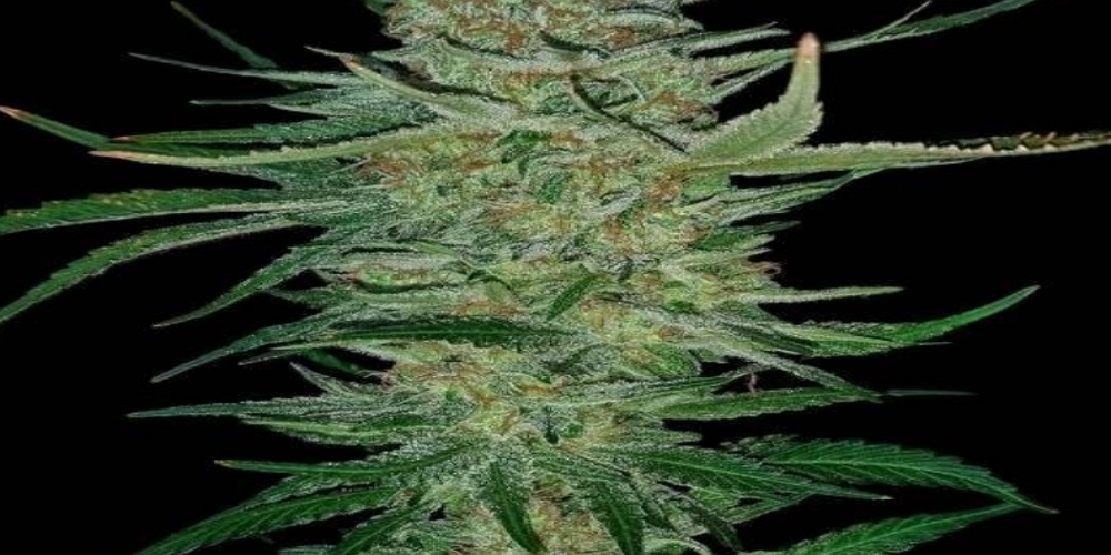 alaskan thunder strain review