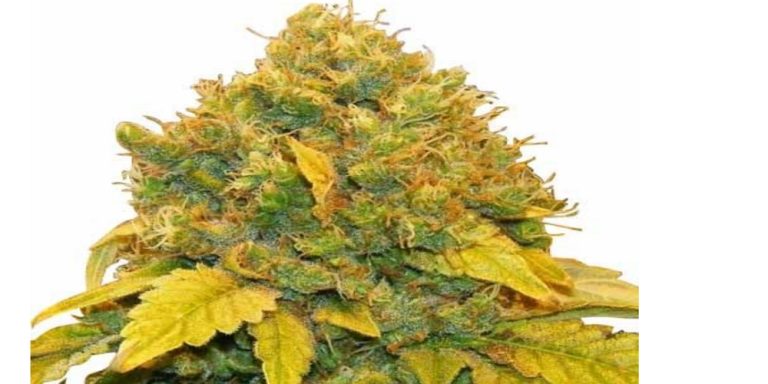 banana kush review