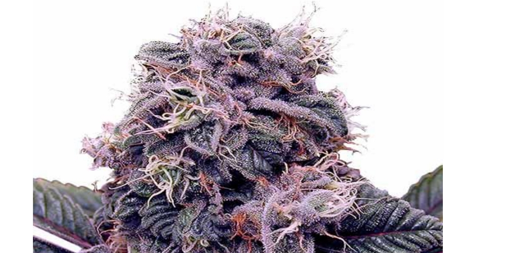 blackberry kush strain