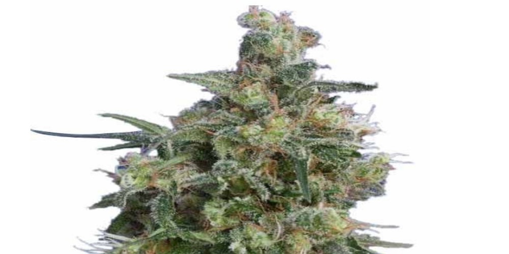 bubba kush strain review