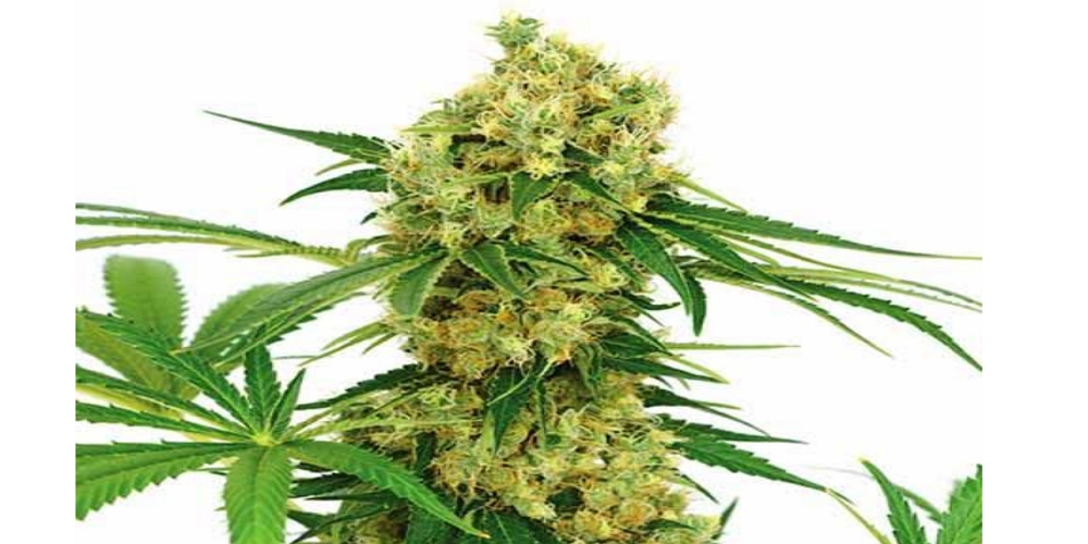 chocolope strain review
