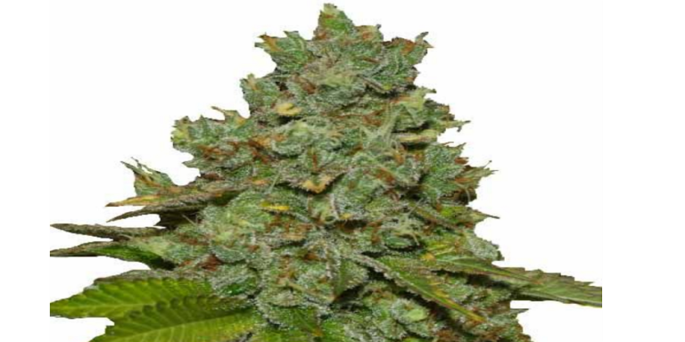 dosido strain review