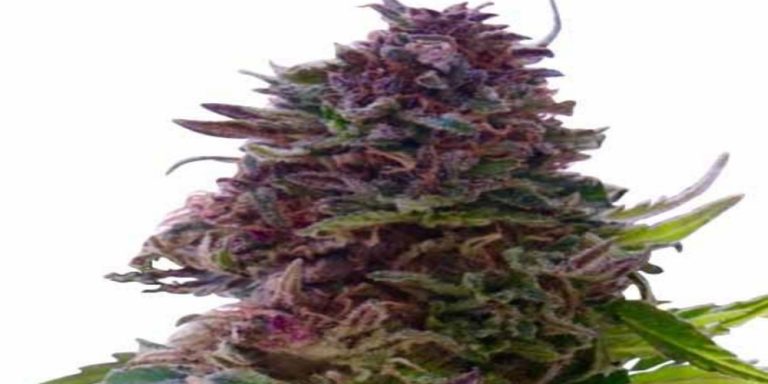 grand daddy purple kush strain review