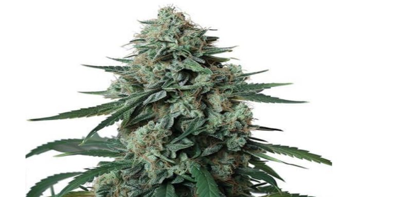 jealously weed strain review