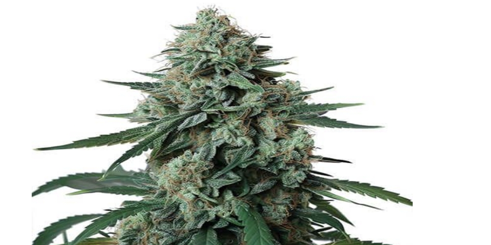 jealously weed strain review