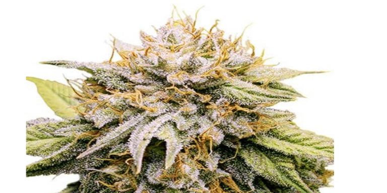 mango strain review