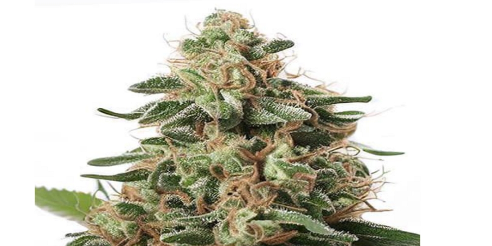 peanut butter strain review