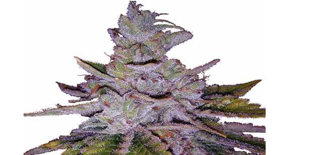 purple kush strain review