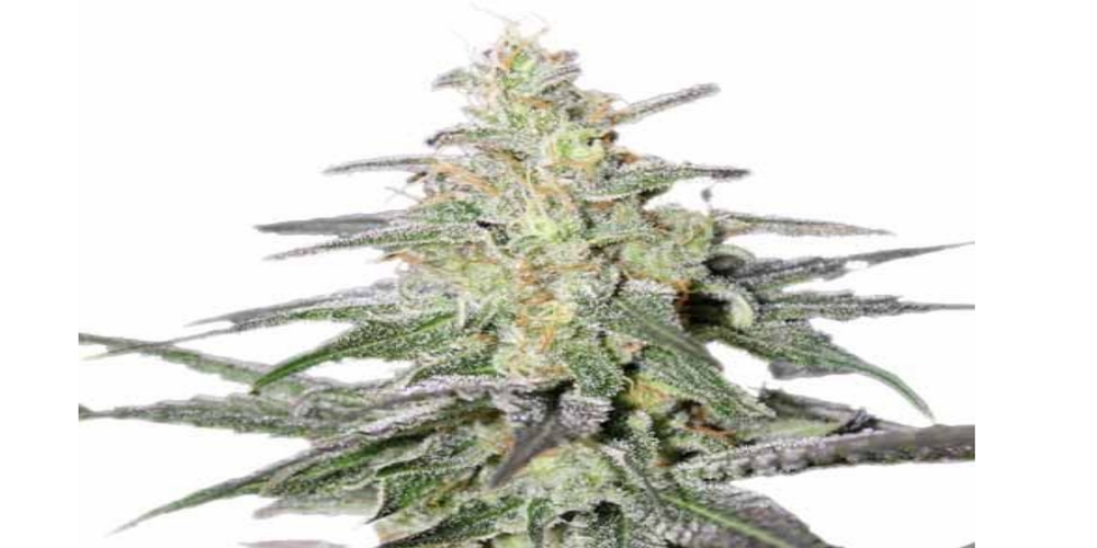 silver haze strain review