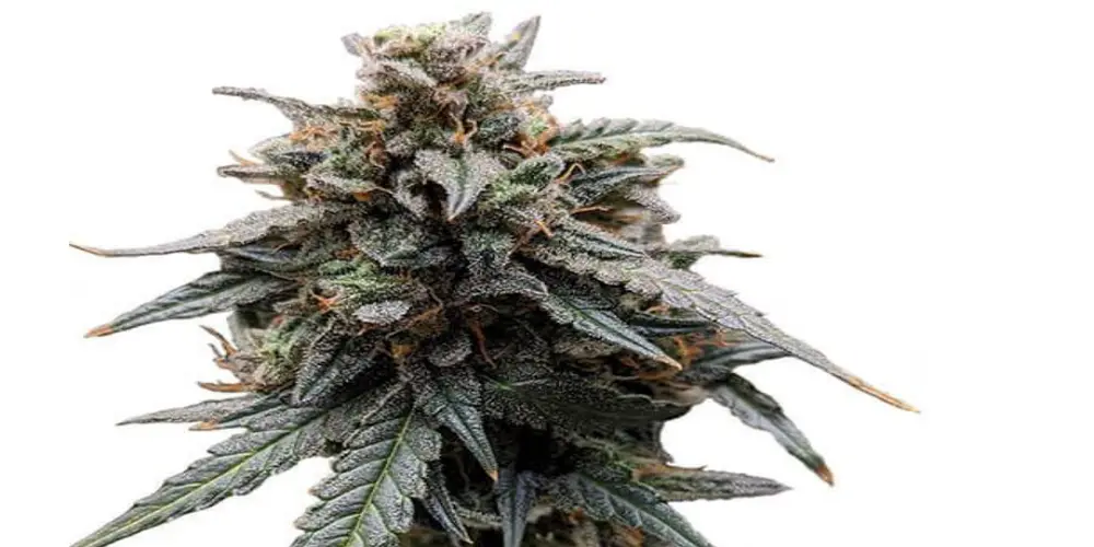 sweet tooth strain review