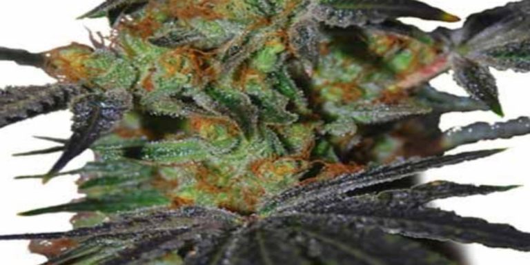 Agent Orange Strain Review